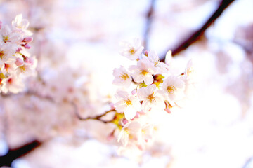 須磨寺公園のさくら