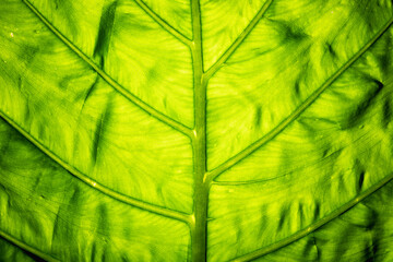 Green leaf background. Translucent vein texture. Leaf texture. leaves background.