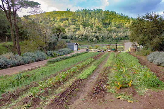 campo, quinta, fazenda, agricultura, rural, horta, legumes