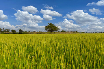 Beautiful scenery of rural nature with a green field in the area near Bangkok. With a blue sky as a background, Nonthaburi, Thailand
