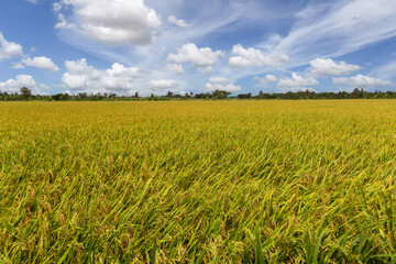 Beautiful scenery of rural nature with a green field in the area near Bangkok. With a blue sky as a background, Nonthaburi, Thailand