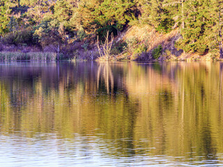Sunset Sambell Dead Tree