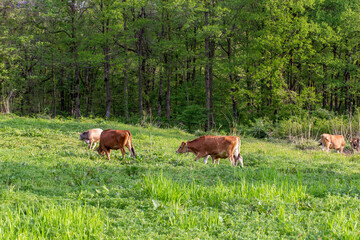 牧場で優雅に過ごす牛　福井県奥越高原牧場