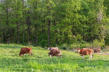 牧場で優雅に過ごす牛　福井県奥越高原牧場