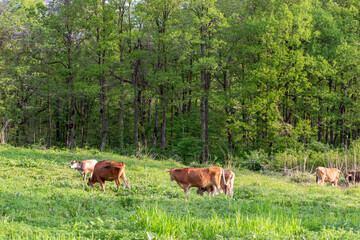 牧場で優雅に過ごす牛　福井県奥越高原牧場