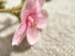 macro pink flower petals from plants