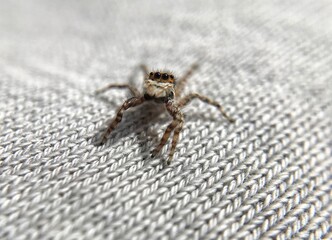 macro spider perched on cloth