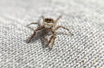 macro spider perched on cloth