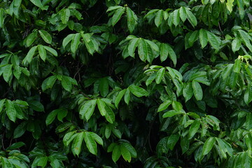 world environment day concept green leaf background