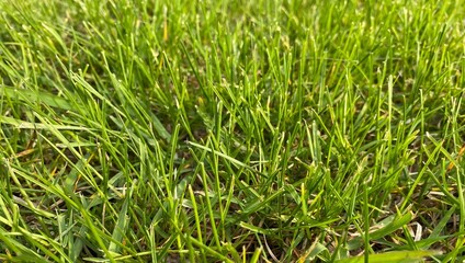 Texture green lawn. Stadium grass. Whole sheet. Fresh green lawn. Green grass texture for Background.