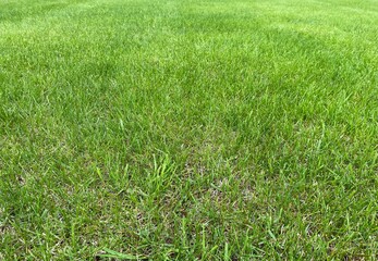 Texture green lawn. Stadium grass. Whole sheet. Fresh green lawn. Green grass texture for Background.