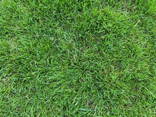 Texture green lawn. Stadium grass. Whole sheet. Fresh green lawn. Green grass texture for Background.