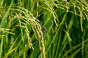 Rice or Paddy plant in the rice field
