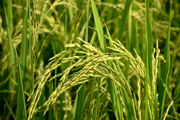 Rice or Paddy plant in the rice field