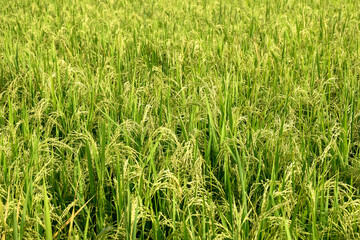 Fototapeta premium Rice or Paddy plant in the rice field