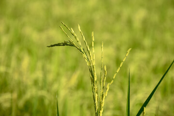 Rice or Paddy plant in the rice field