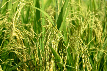 Rice or Paddy plant in the rice field