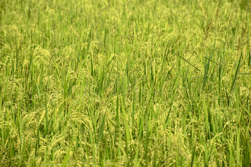 Rice or Paddy plant in the rice field