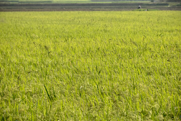 Obraz premium Rice or Paddy plant in the rice field