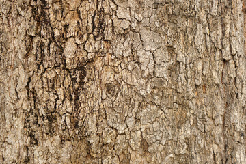 bark background There are cracks in the bark.