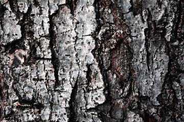 The bark is dry and naturally cracked for the background.