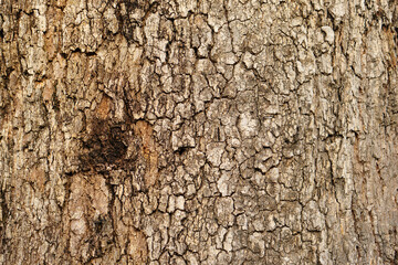 bark background There are cracks in the bark.