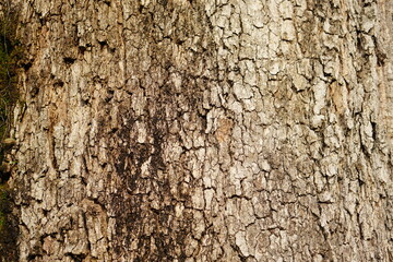 bark background There are cracks in the bark.