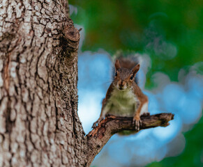 Fototapeta premium squirrel on tree look face eyes 