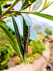 caterpillar on a branch