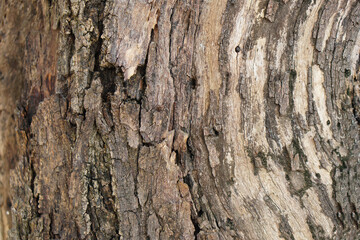 bark background There are cracks in the bark.