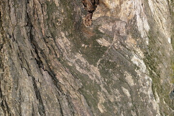 bark background There are cracks in the bark.