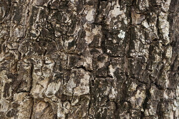 bark background There are cracks in the bark.