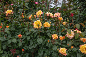 Naklejka premium 薔薇園の薔薇 モナリザ - フランス