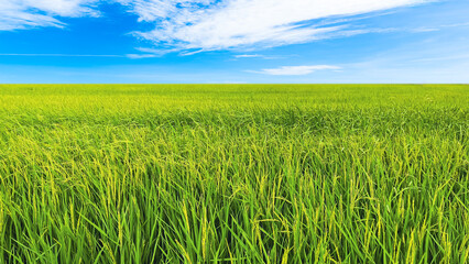 light green rice fields with sky, fresh nature for nature background