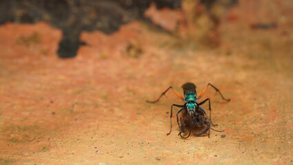 green spider wasp carrying its prey