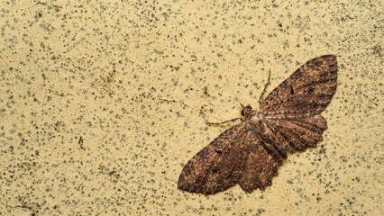 moth on the wall