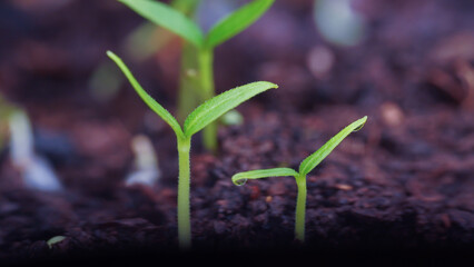 young green plant