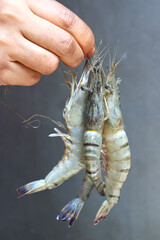 raw shrimp stock on market for sell