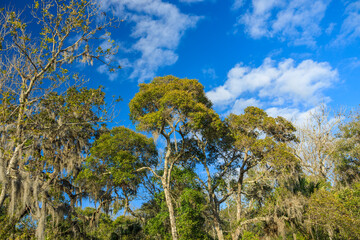 Round treetops with bright blue sky