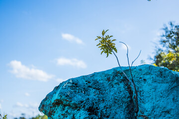 Obraz premium Turquoise rock with baby plant