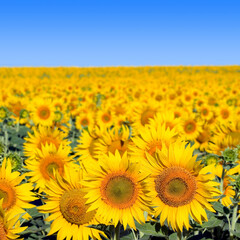 Sunflowers field and blue clear sky.
