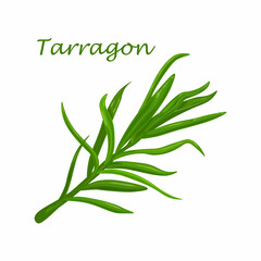 Tarragon. A spicy plant for cooking. A green plant for spices.Tarragon, a medicinal herb. Vector illustration isolated on a white background