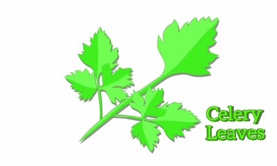 Vector illustration, Celery Leaves, as background or banner image. flat design. flyer design. flat illustration. Banner design. White background.
