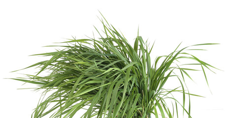 Fototapeta premium Bunch of green grass isolated on white background. Grass fed, fresh grass foliage.