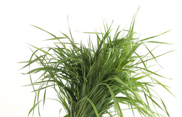 Bunch of green grass isolated on white background. Grass fed, fresh grass foliage.