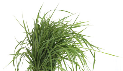 Bunch of green grass isolated on white background. Grass fed, fresh grass foliage.