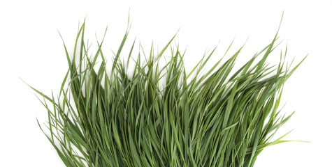 Bunch of green grass isolated on white background. Grass fed, fresh grass foliage. - obrazy, fototapety, plakaty