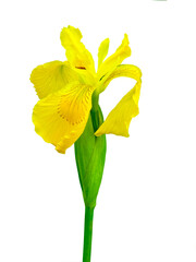 yellow iris flower isolated on white background