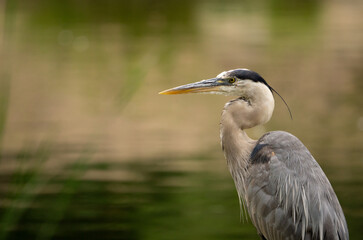 great blue heron ardea cinerea