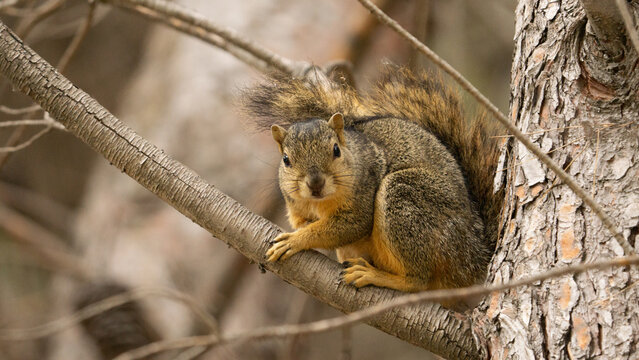 squrrel on a tree